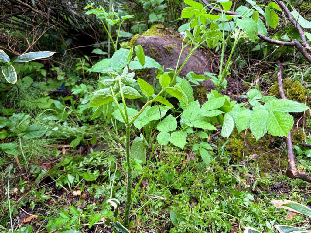 山ウド-1024x768 伊豆の雨