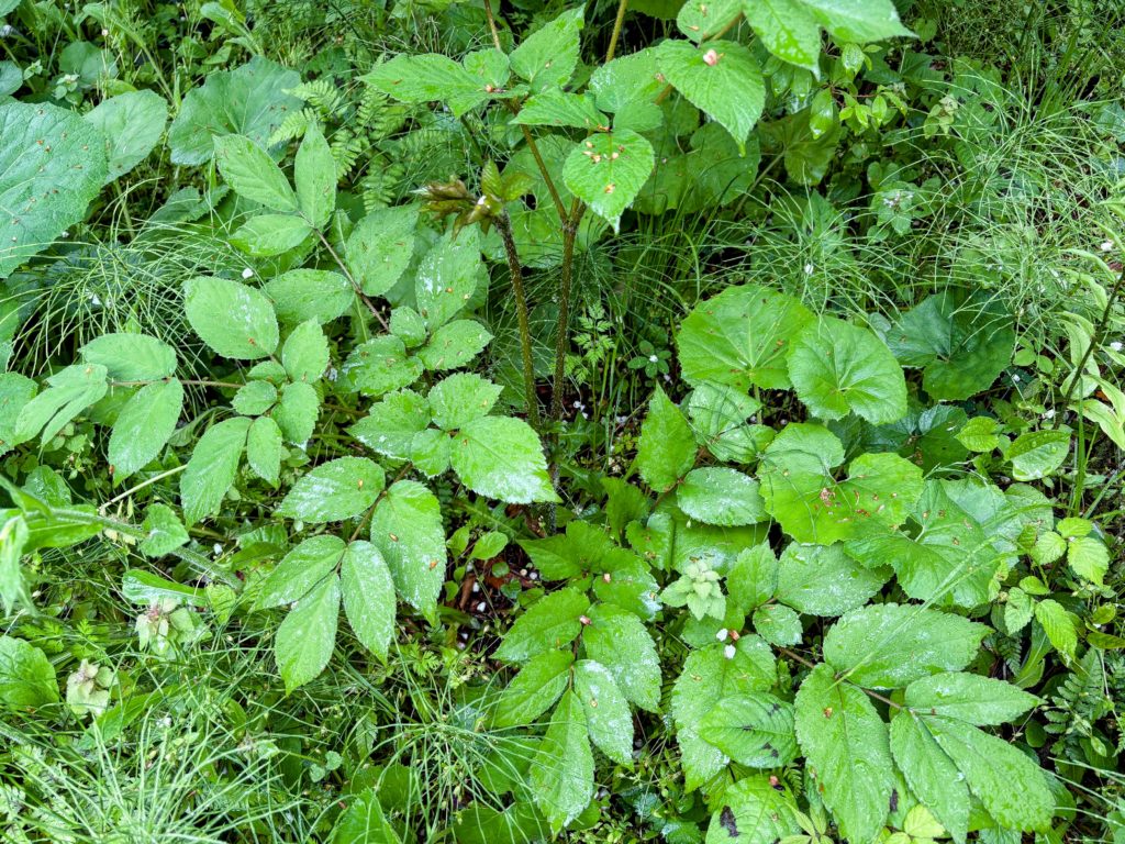 山ウド２-1024x768 伊豆の雨