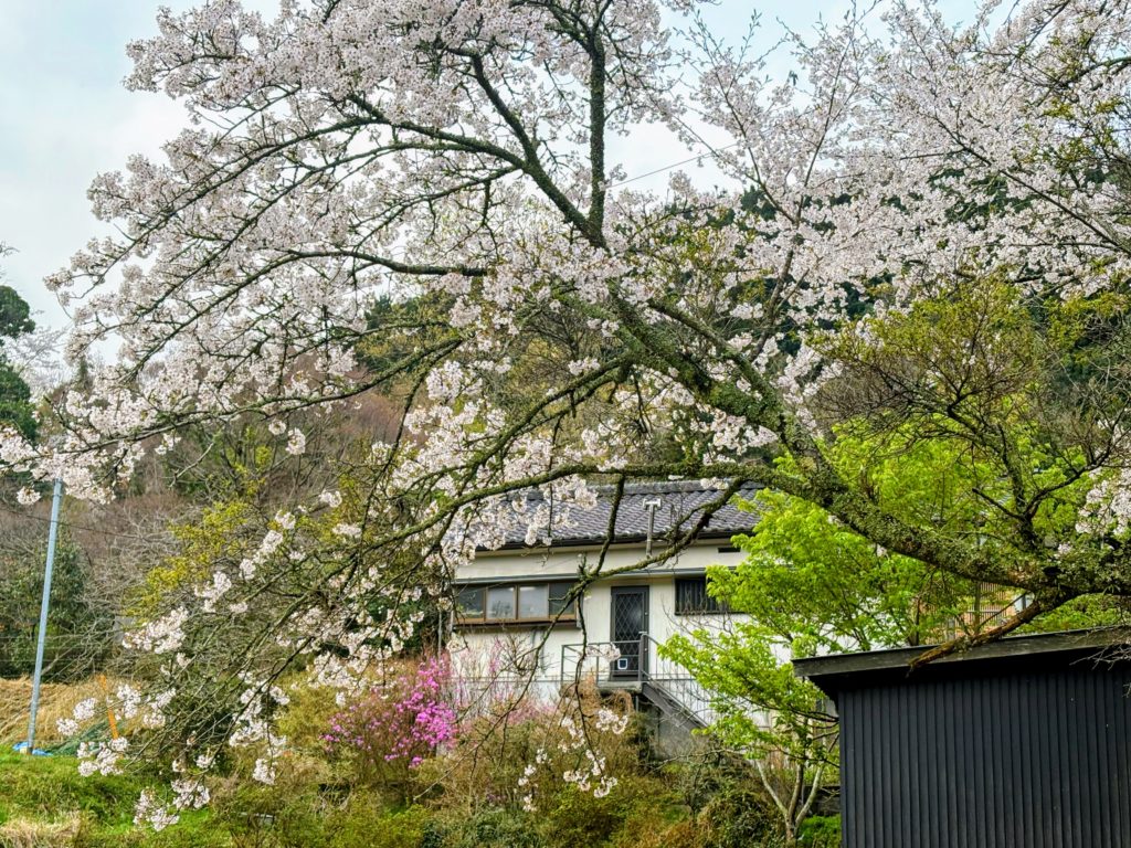 桜２-1-1024x768 春雨に、「散る桜、残る桜も散る桜（良寛）」
