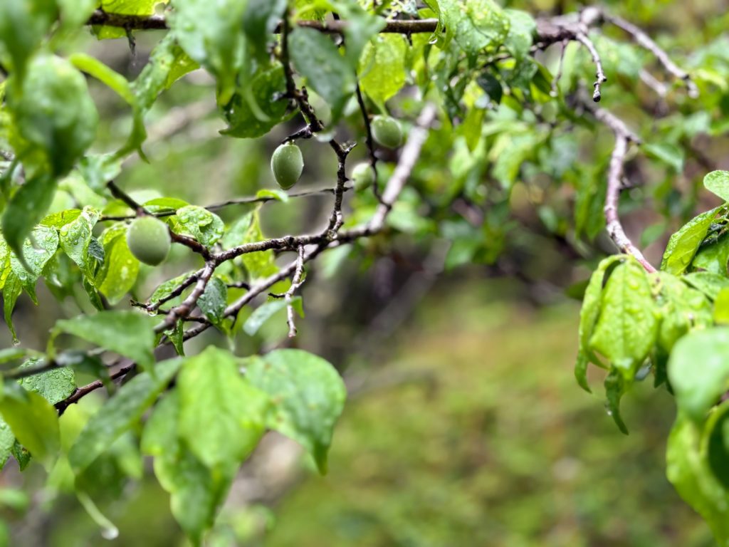 梅-1024x768 伊豆の雨