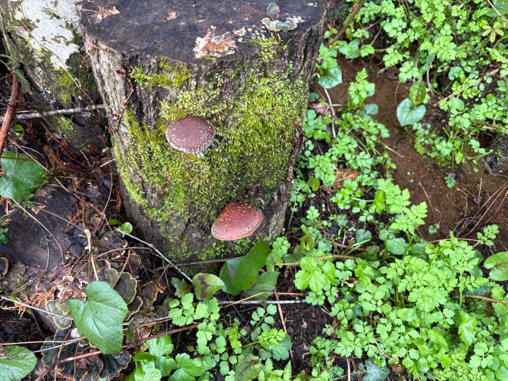 椎茸-1024x768 春雨に、「散る桜、残る桜も散る桜（良寛）」