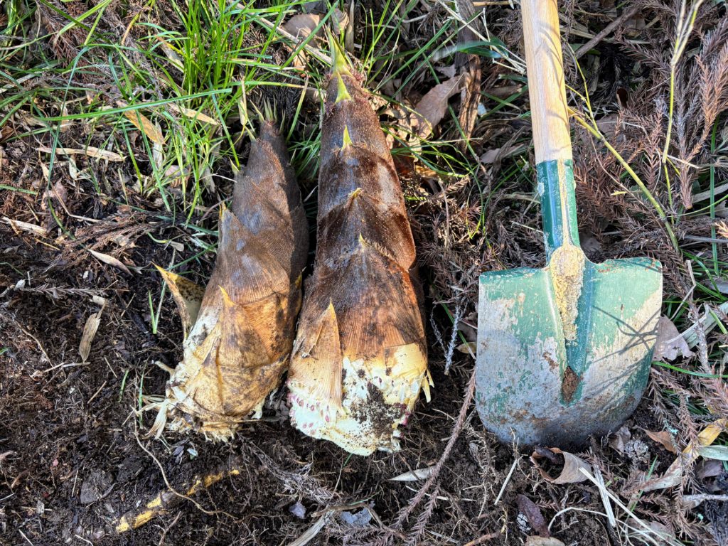 筍-1024x768 ロリー・マキロイがマスターズ初制覇