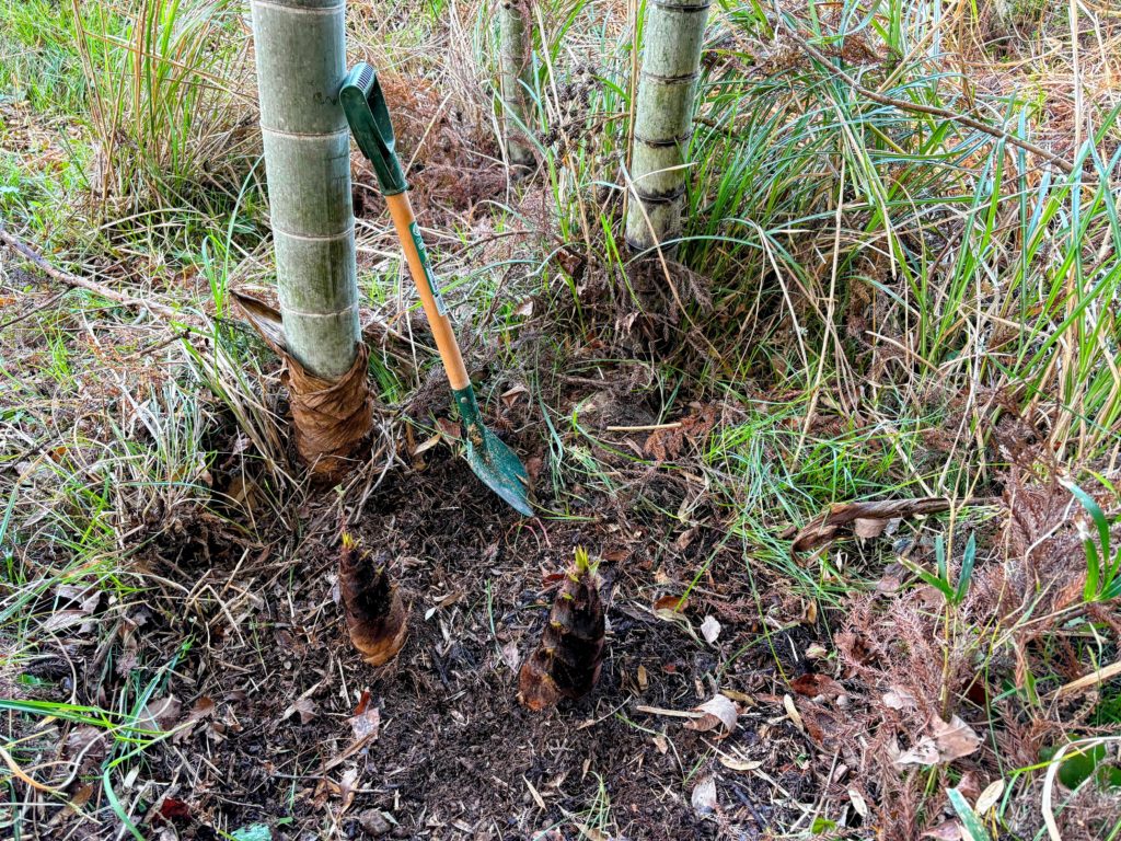 筍２-1024x768 ロリー・マキロイがマスターズ初制覇