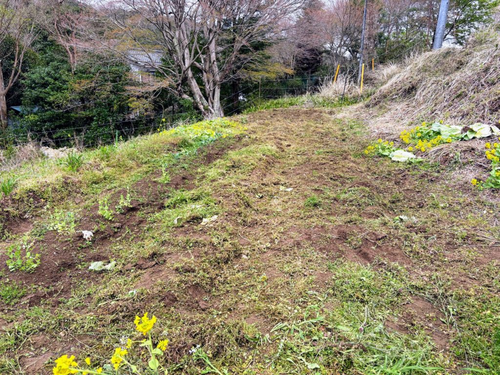 草刈り１-1024x768 春雨に、「散る桜、残る桜も散る桜（良寛）」