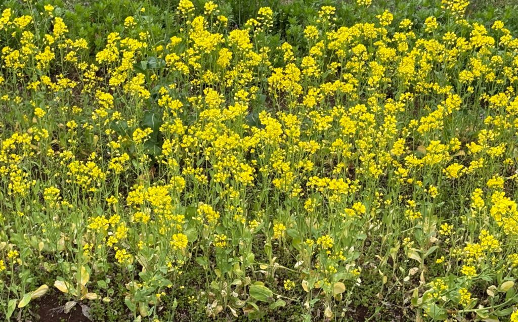 菜の花-1024x637 春雨に、「散る桜、残る桜も散る桜（良寛）」