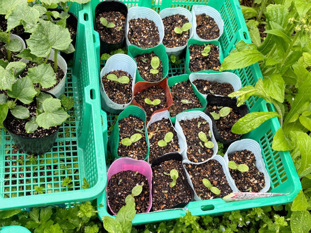 西瓜苗-1024x768 伊豆の雨