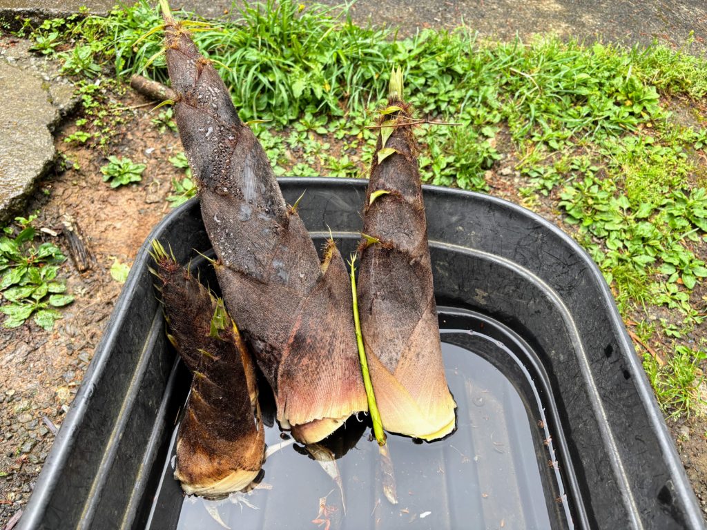 雨後の筍-1024x768 伊豆の雨