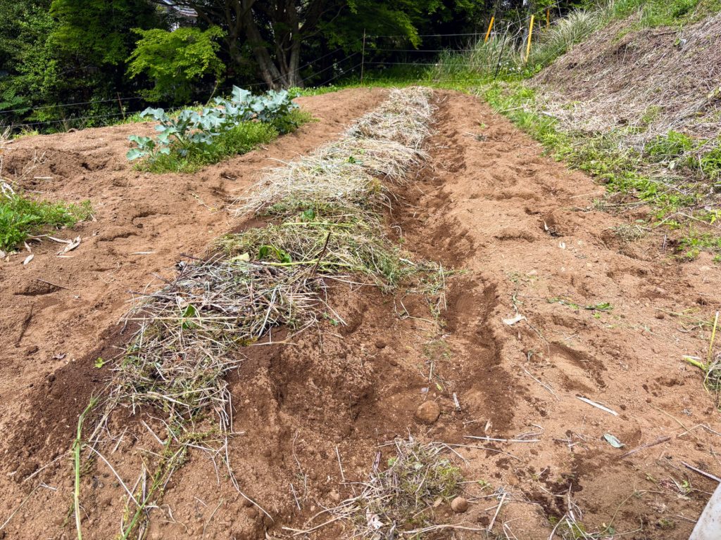 IMG_2659-1024x768 薩摩芋苗（挿し穂）を開墾地の畑に定着した。