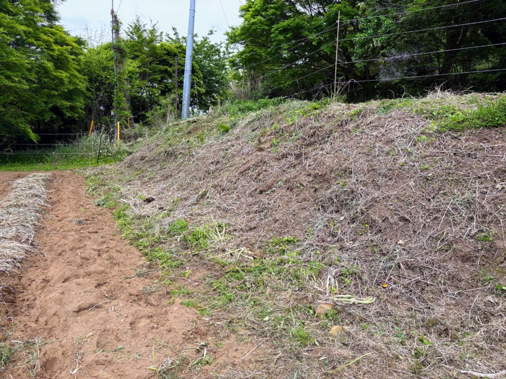 IMG_2660-1024x768 薩摩芋苗（挿し穂）を開墾地の畑に定着した。