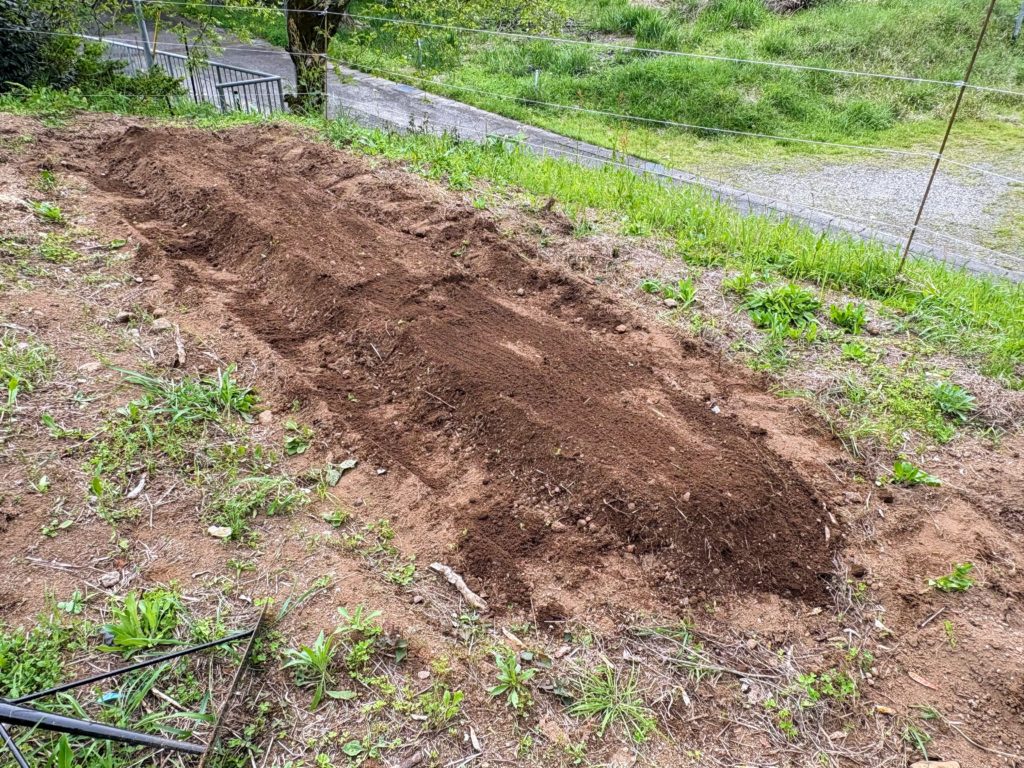 IMG_2664-1024x768 薩摩芋苗（挿し穂）を開墾地の畑に定着した。