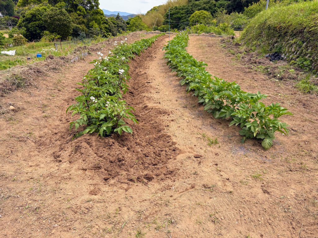 IMG_2761-1024x768 棚田上段のジャガイモの追肥＆土寄せ