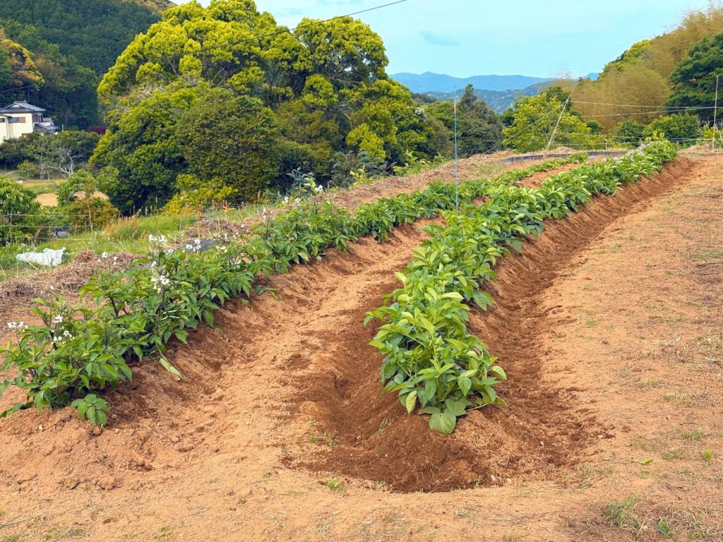 IMG_2762-EDIT-1024x768 棚田上段のジャガイモの追肥＆土寄せ
