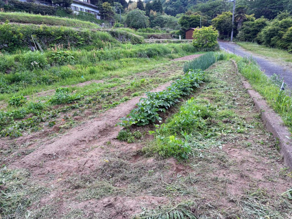 IMG_2763-1024x768 棚田上段のジャガイモの追肥＆土寄せ