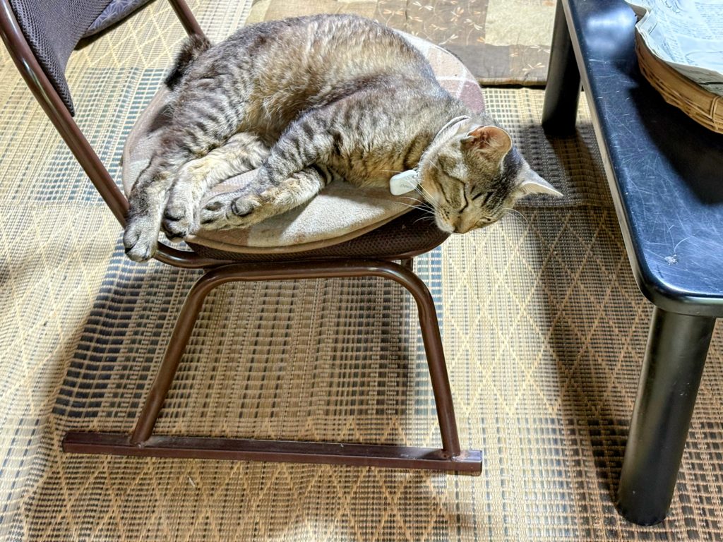 IMG_2778-EDIT-1024x768 今日は朝から☔️でしたので、完全休養日