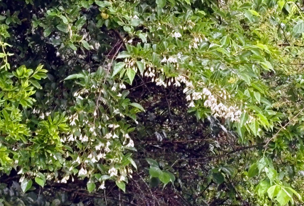 IMG_2781-1024x694 今日は朝から☔️でしたので、完全休養日