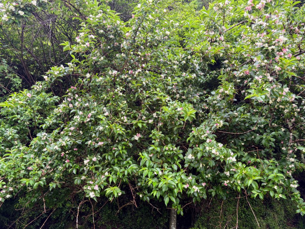 IMG_2785-1024x768 今日は朝から☔️でしたので、完全休養日