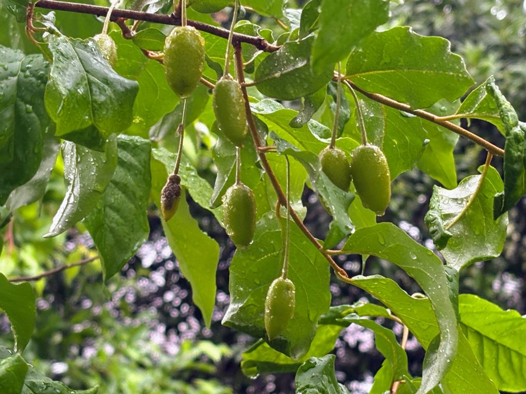 IMG_2789-1024x768 今日は朝から☔️でしたので、完全休養日