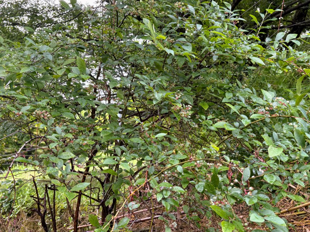 IMG_2792-1024x768 今日は朝から☔️でしたので、完全休養日