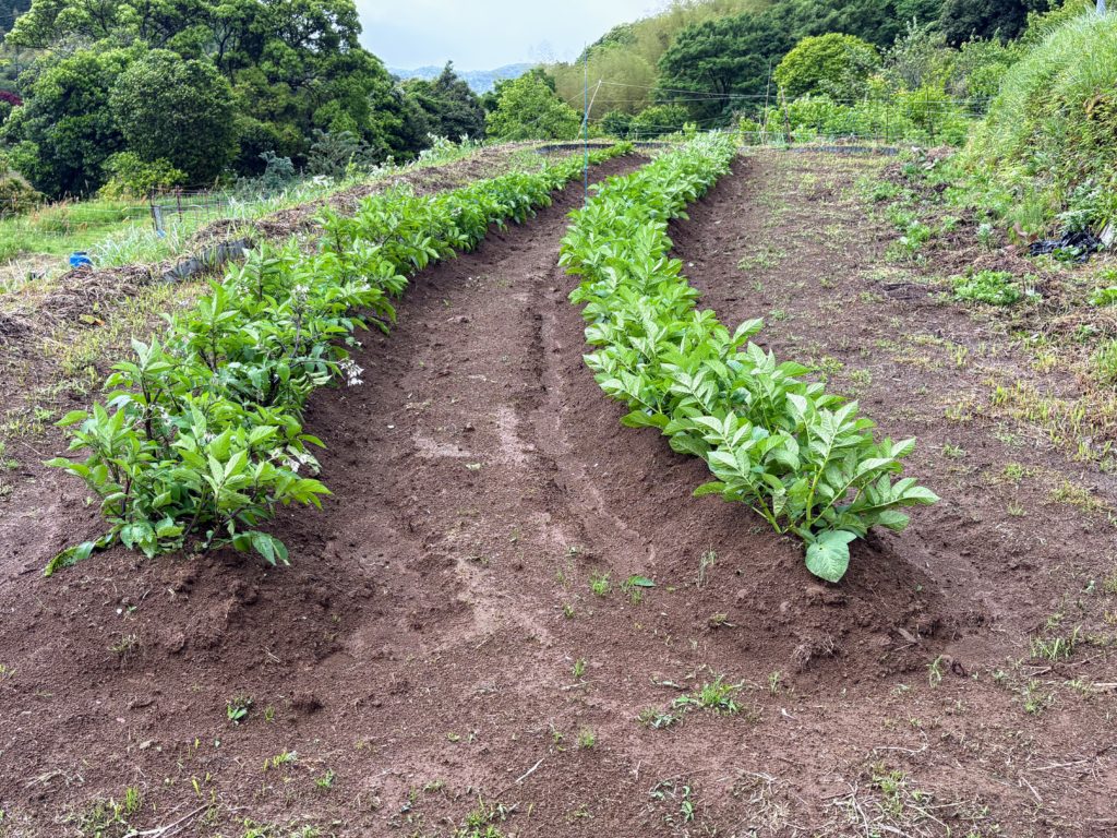 IMG_2794-1024x768 今日は朝から☔️でしたので、完全休養日