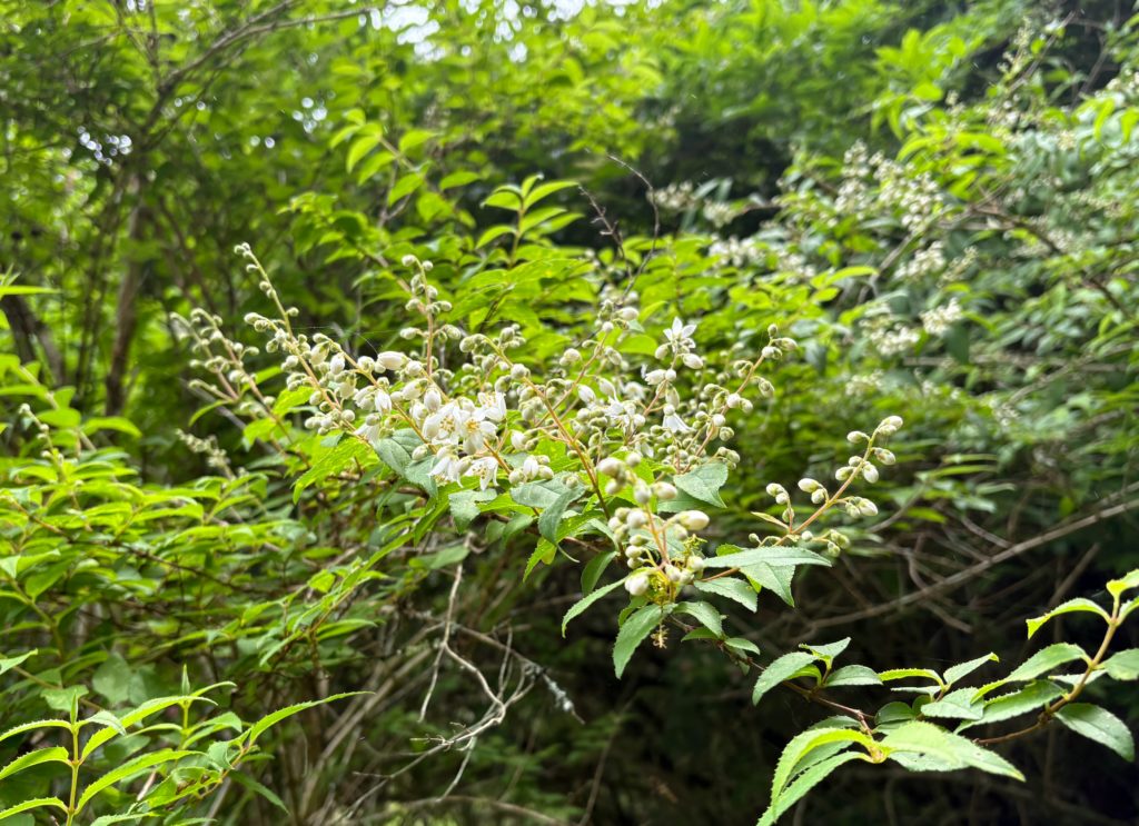 IMG_2844-1024x743 夏は来ぬ