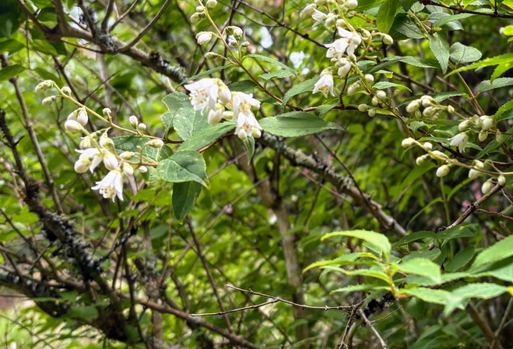 IMG_2845-1024x697 夏は来ぬ