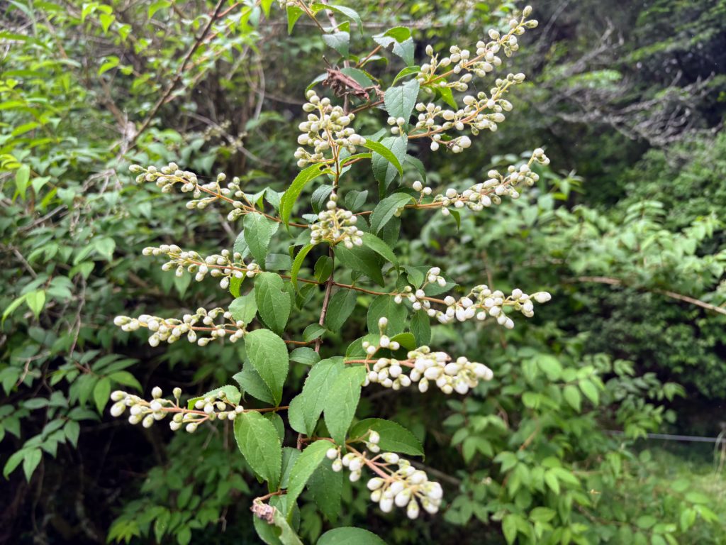 IMG_2846-1024x768 夏は来ぬ