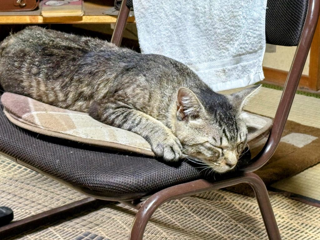 IMG_2847-EDIT-1024x768 夏は来ぬ