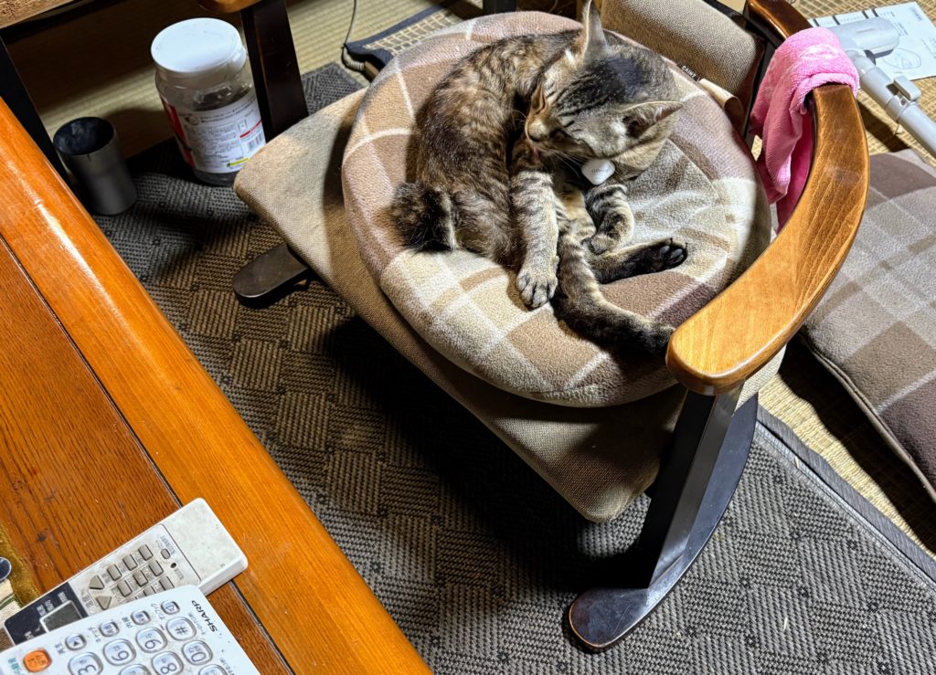 IMG_2850-1024x739 夏は来ぬ