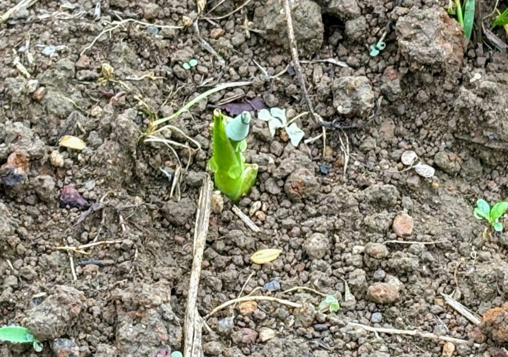 IMG_2854-1024x720 夏は来ぬ