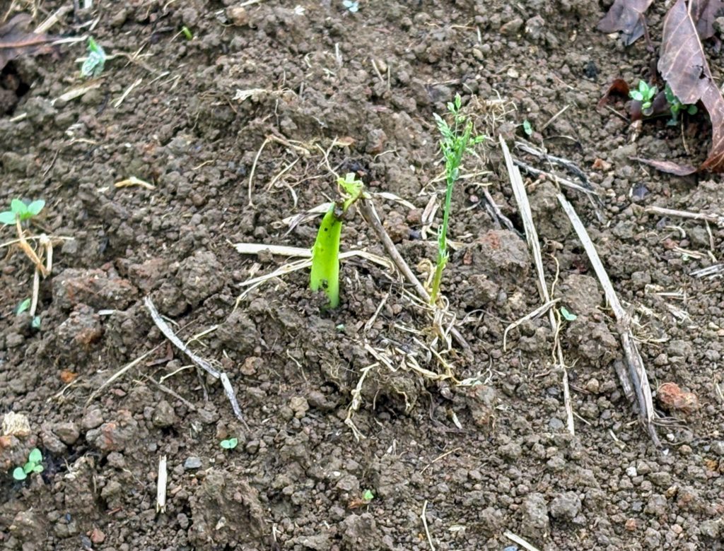 IMG_2856-1024x780 夏は来ぬ