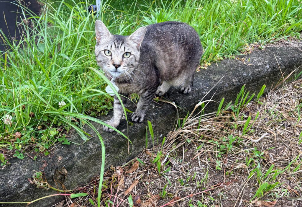 IMG_2859-1024x701 夏は来ぬ