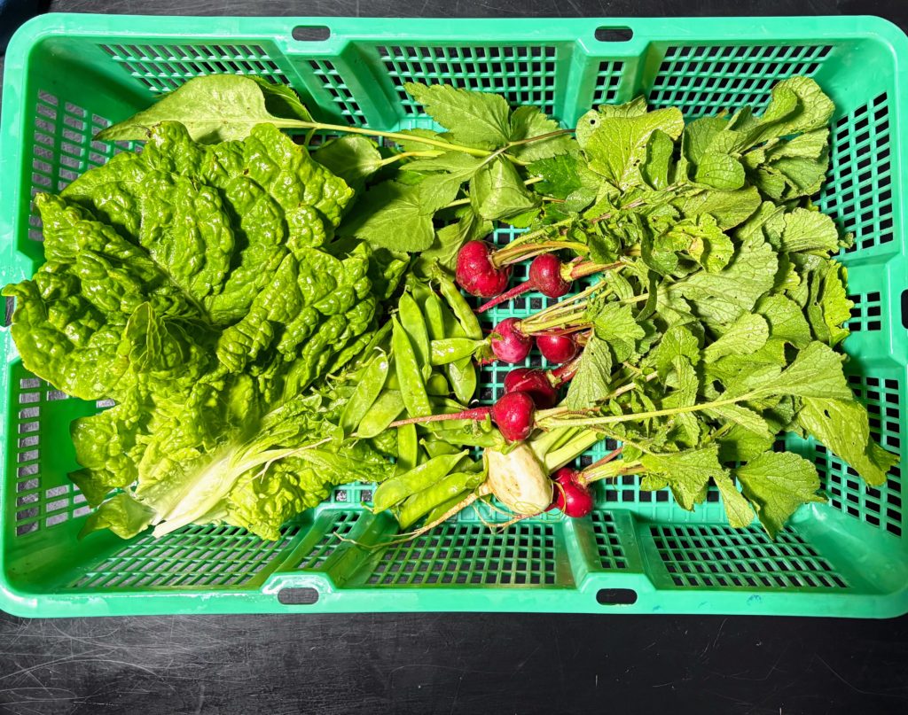 IMG_2861-1024x807 夏は来ぬ