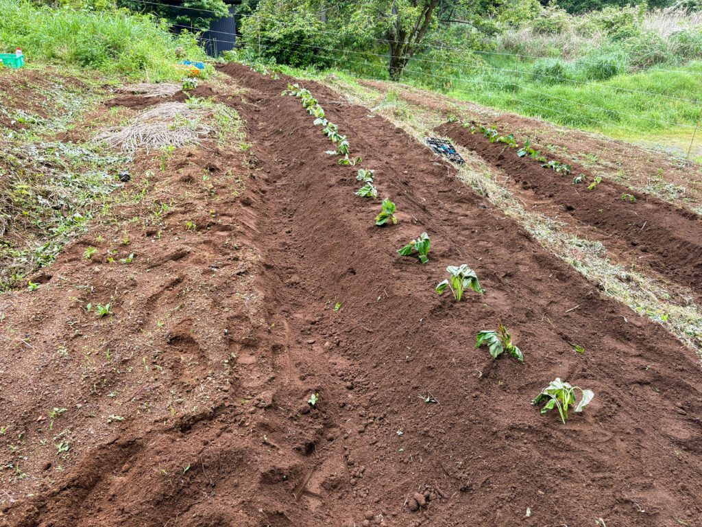 IMG_2906-2-1024x768 血の巡りを良くしよう