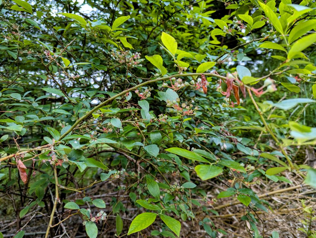 PXL_20250512_085653882-EDIT-1024x771 昨日の草刈りの続き