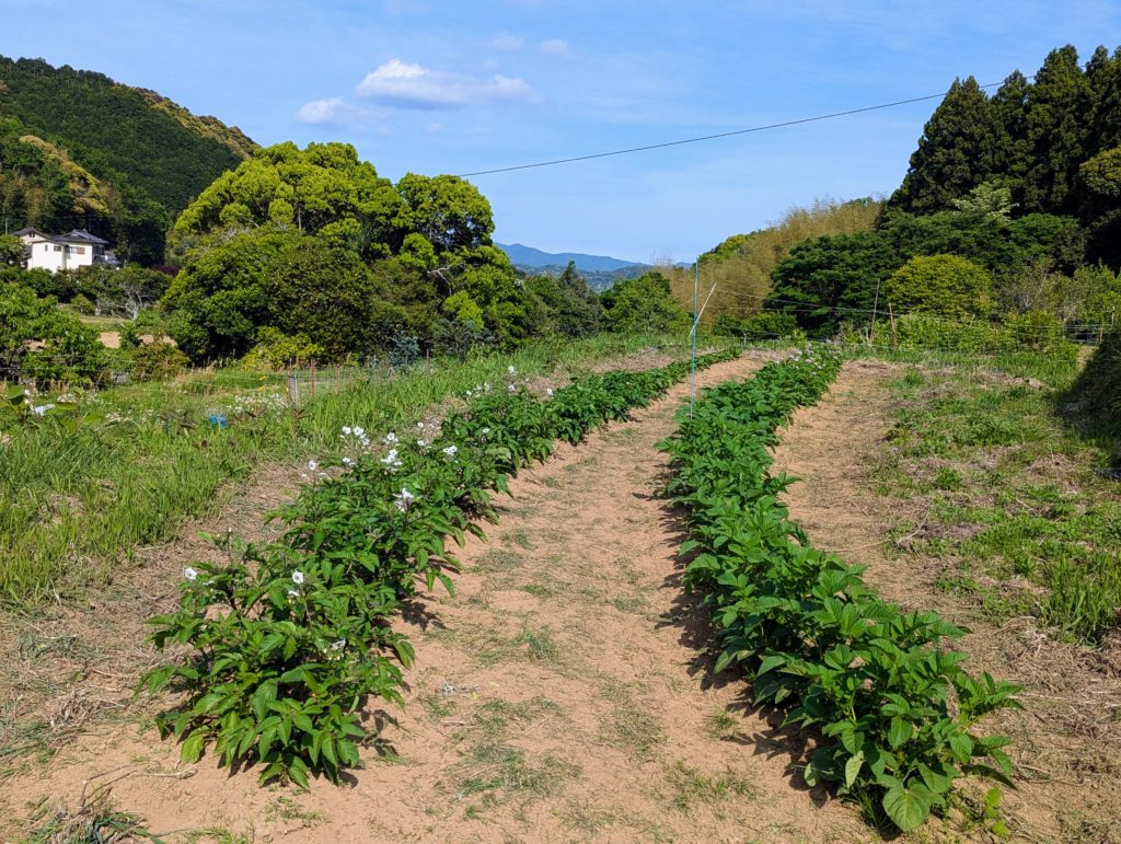 PXL_20250514_061306322.MP_-1024x771 今日も１日中、草刈