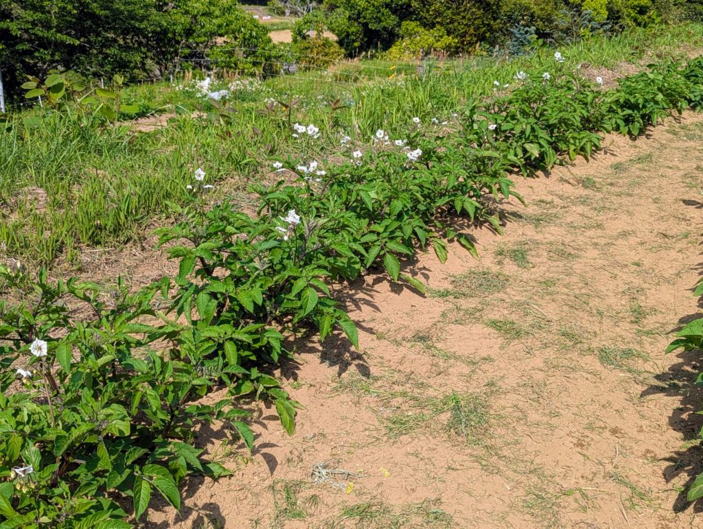 PXL_20250514_061321442.MP_-1024x771 今日も１日中、草刈