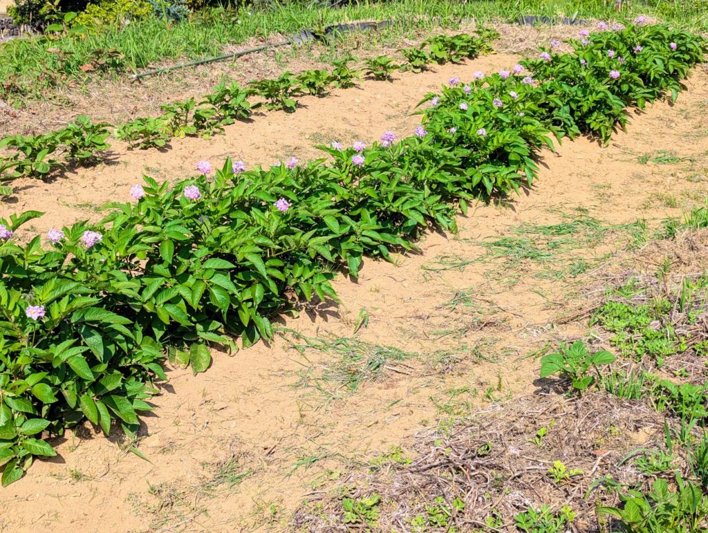 PXL_20250514_061358915.MP_-1024x771 今日も１日中、草刈