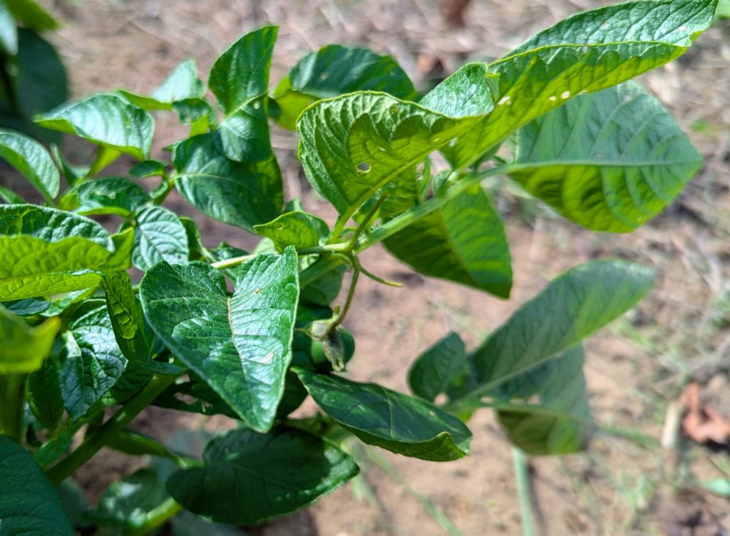 PXL_20250514_061631549.MP_-1024x752 今日も１日中、草刈