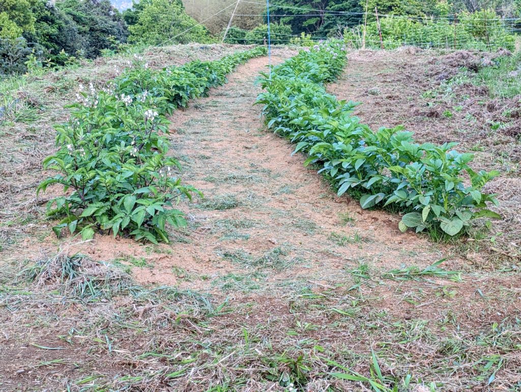 PXL_20250514_091343300-EDIT-1024x771 今日も１日中、草刈