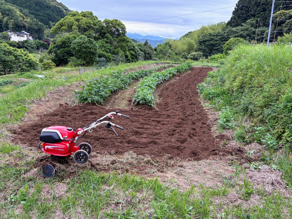 IMG_2965-1024x768 薩摩芋苗の植え付け準備（第２弾）