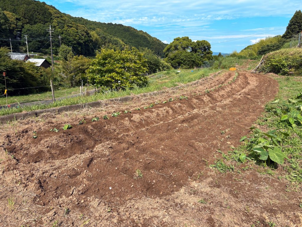 IMG_2998-EDIT-1024x768 薩摩芋苗(紅はるか)の植え付け