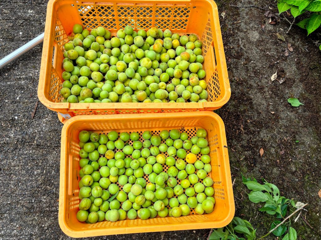 IMG_3039-EDIT-1024x768 梅干し＆メンマ作りの季節です。