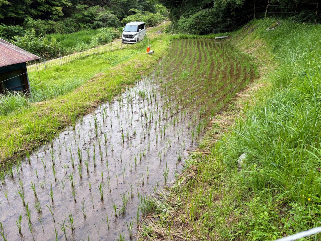 IMG_3051-1024x768 梅干し＆メンマ作りの季節です。
