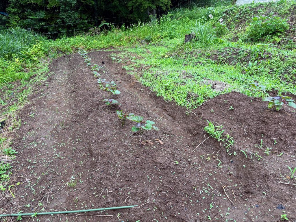 IMG_3061-1024x768 梅干し＆メンマ作りの季節です。