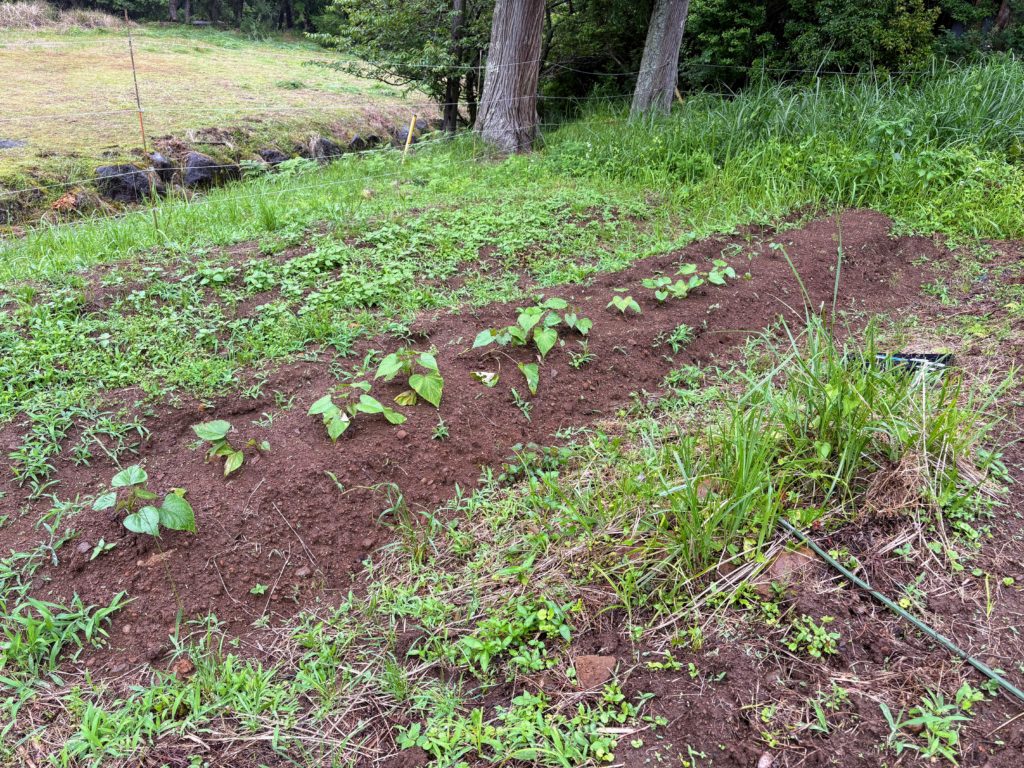 IMG_3062-1024x768 梅干し＆メンマ作りの季節です。