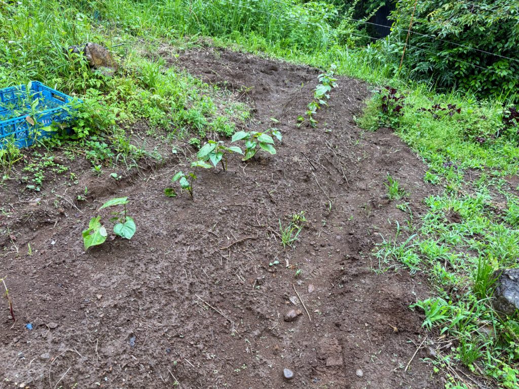 IMG_3063-1024x768 梅干し＆メンマ作りの季節です。