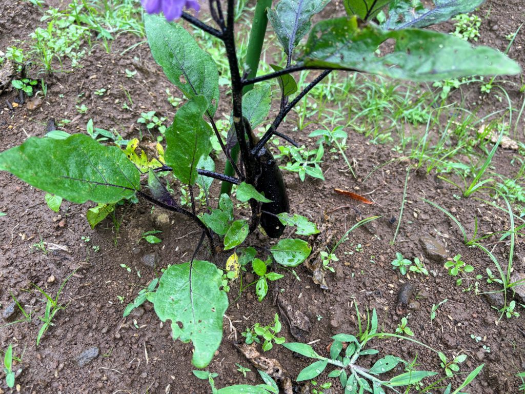 IMG_3064-1024x768 梅干し＆メンマ作りの季節です。