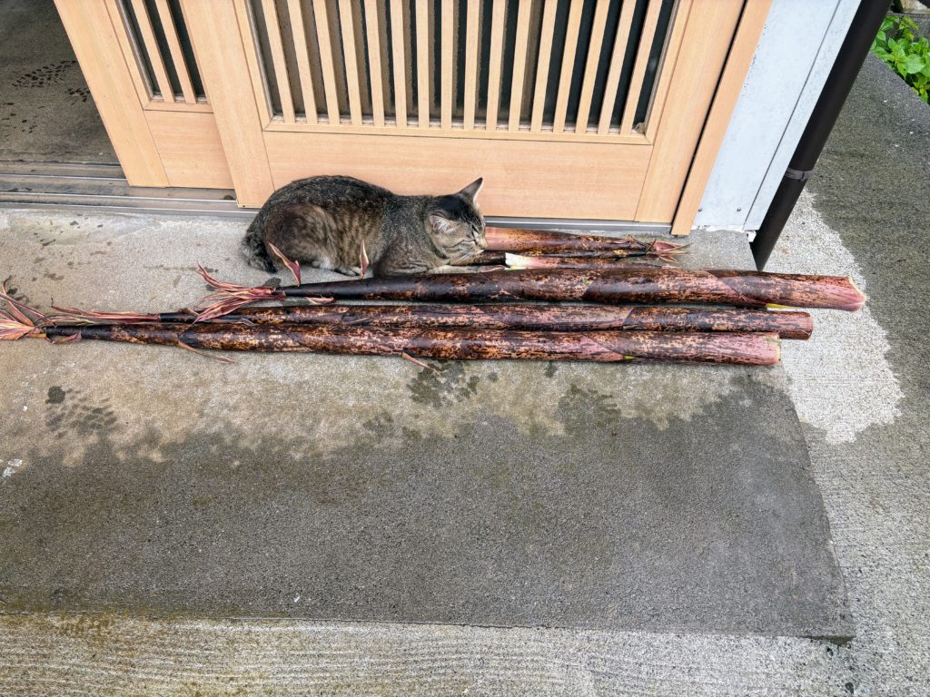 IMG_3082-1024x768 梅雨入り