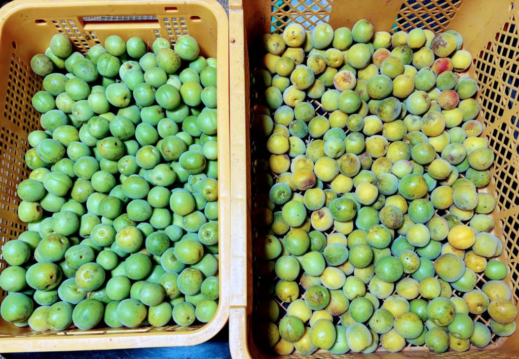 IMG_3084-1024x709 梅雨入り