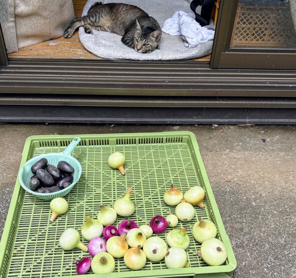 IMG_3095-1-1024x959 ジャガイモの収穫開始